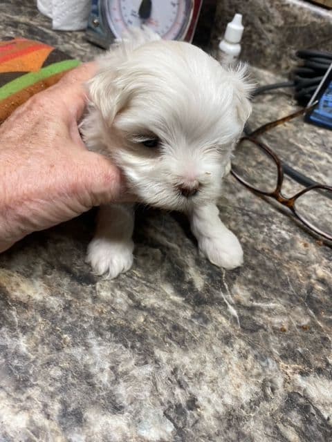 Maltese Puppies breeder image 4