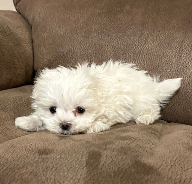 Maltese Puppies breeder image 5