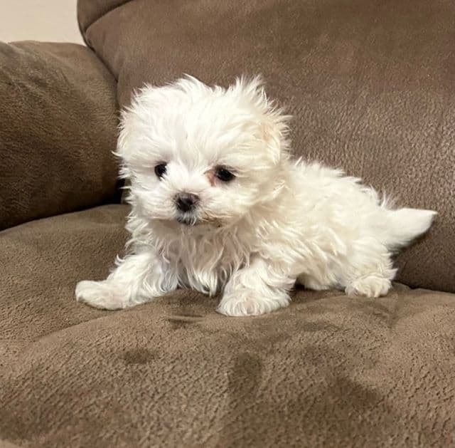 Maltese Puppies breeder image 6