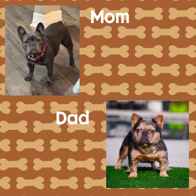 French Bulldog Puppies media 2