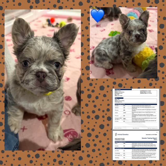 French Bulldog Puppies media 3