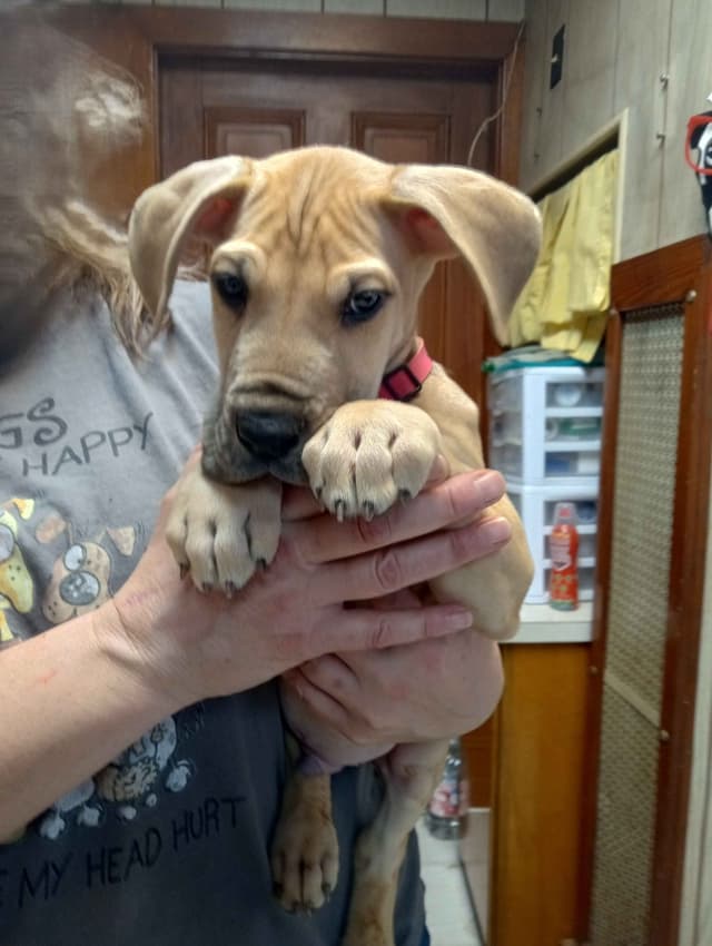 Great Dane Puppies media 6
