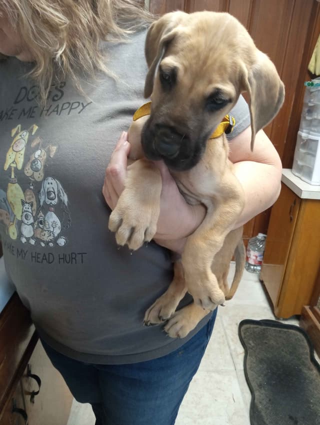 Great Dane Puppies media 7
