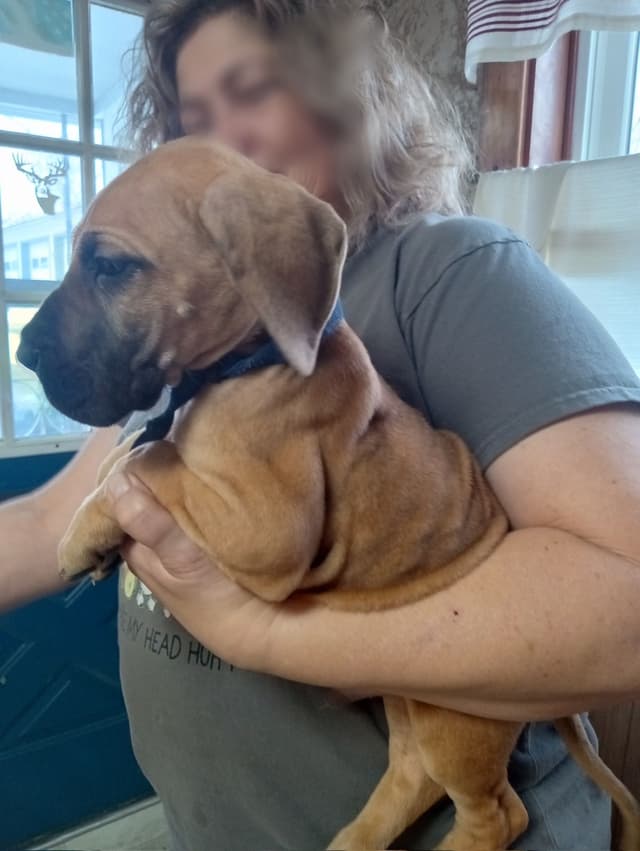 Great Dane Puppies media 9