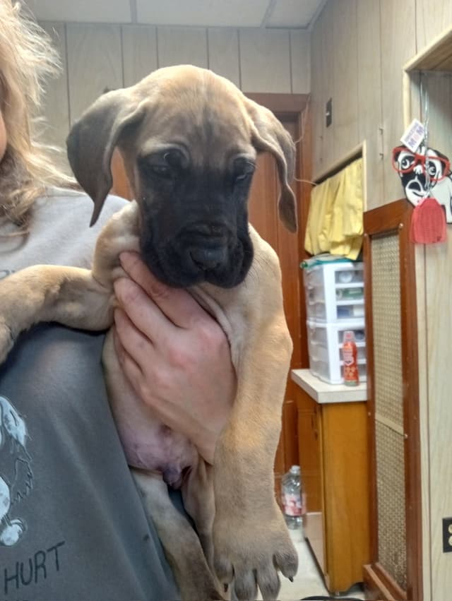 Great Dane Puppies media 10