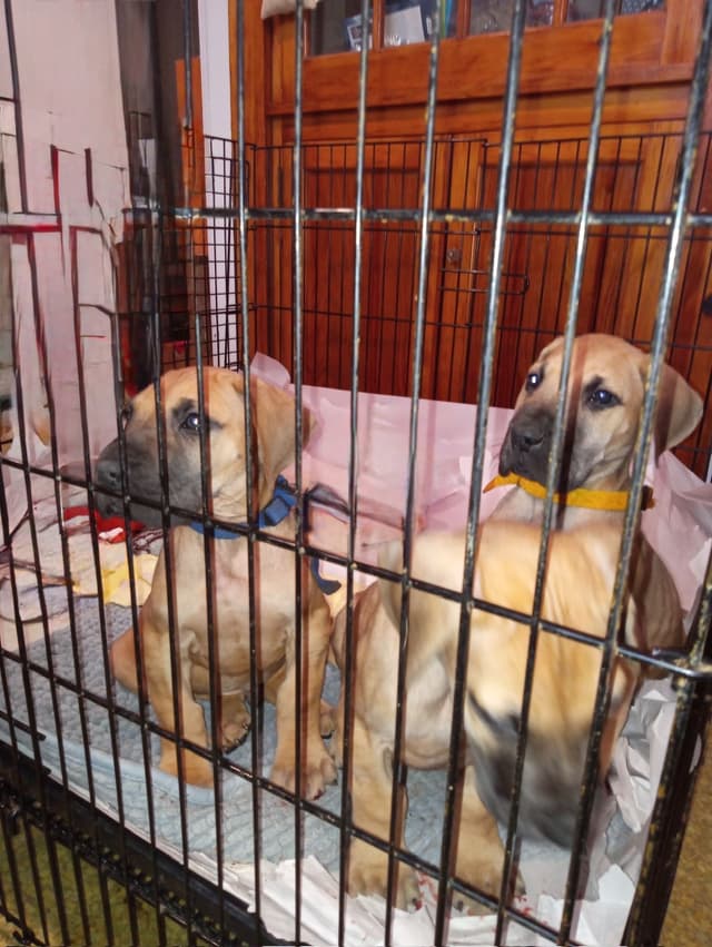 Great Dane Puppies media 11