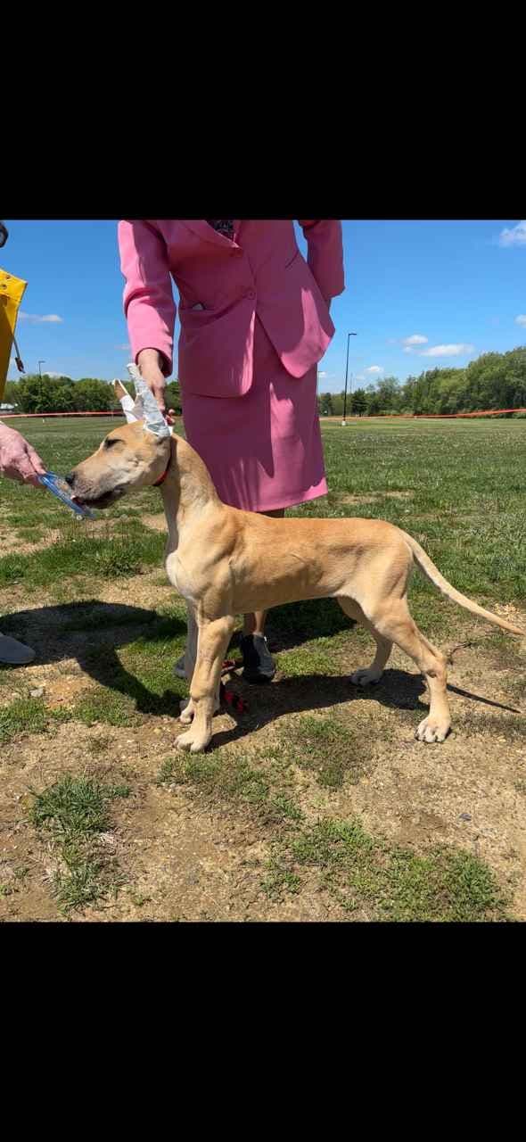 Great Dane Puppies media 3