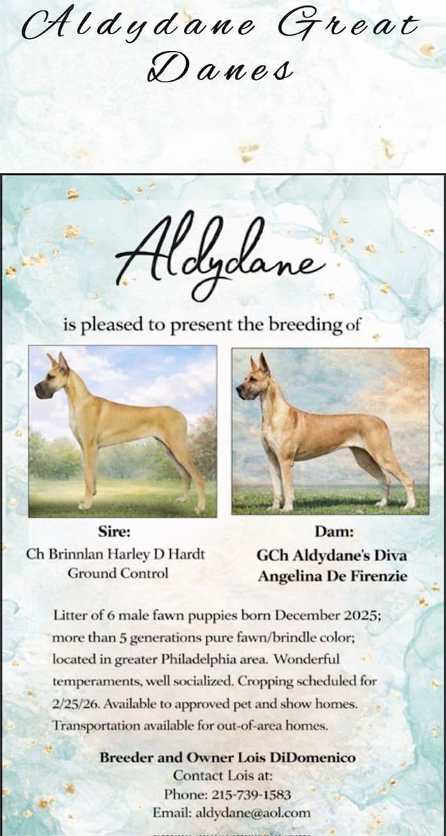 Great Dane Puppies media 2