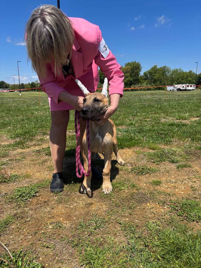 Great Dane Puppies media 5