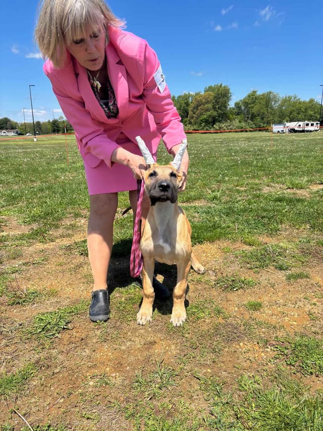 Great Dane Puppies media 4