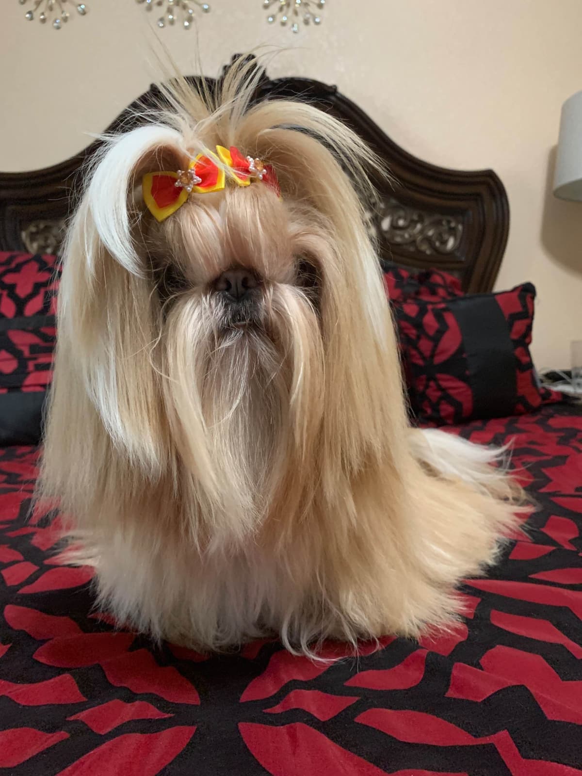 Shih Tzu Puppies breeder image 1