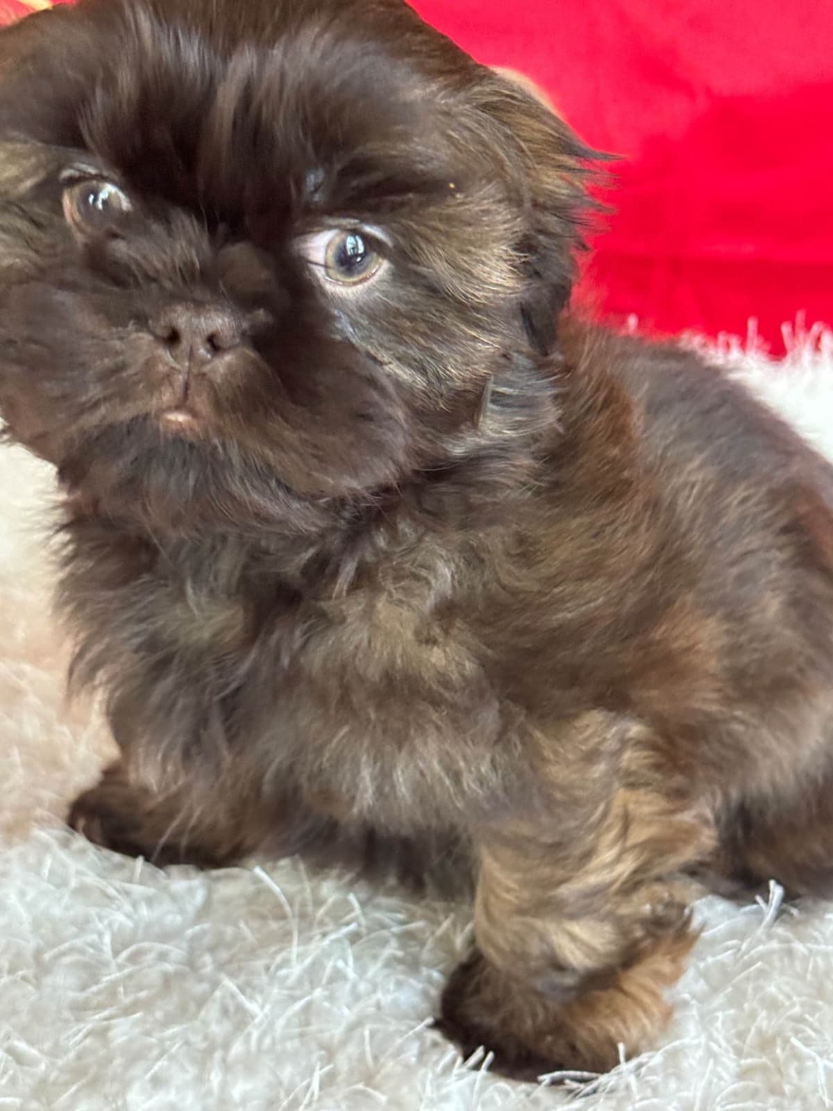 Shih Tzu Puppies breeder image 3