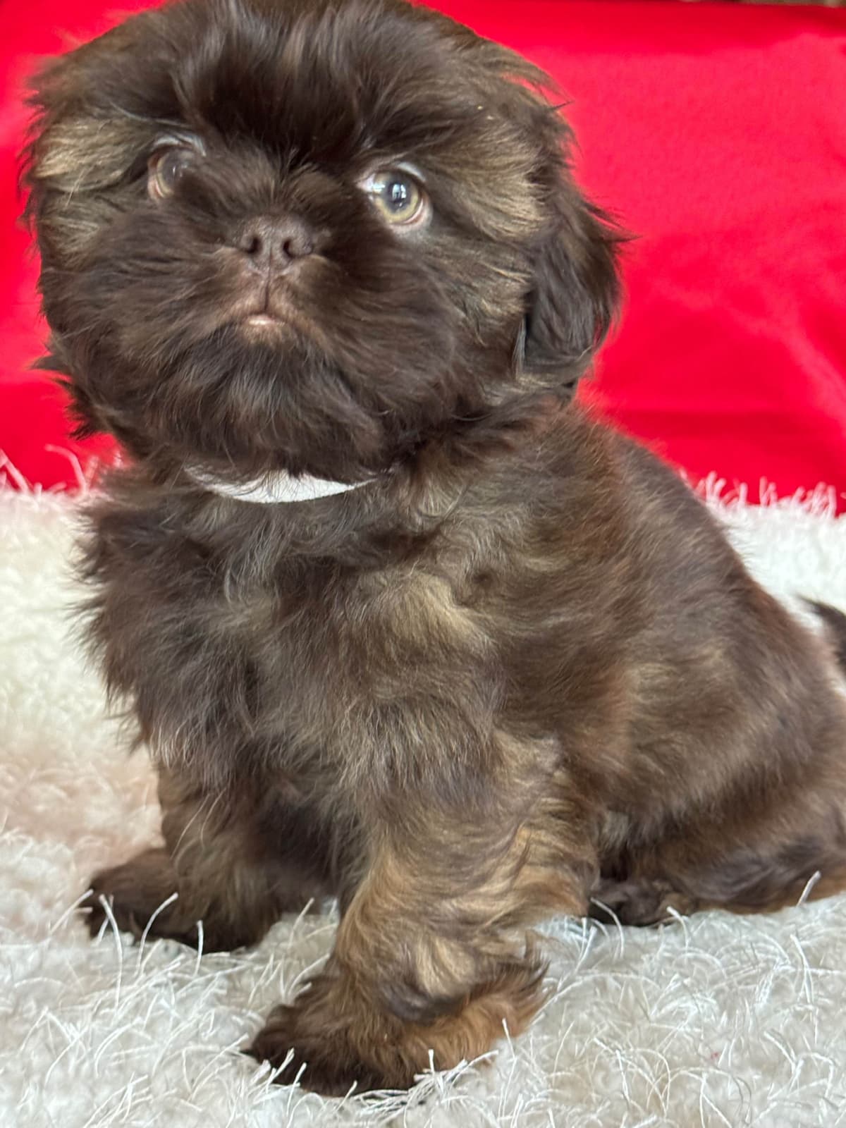 Shih Tzu Puppies breeder image 5