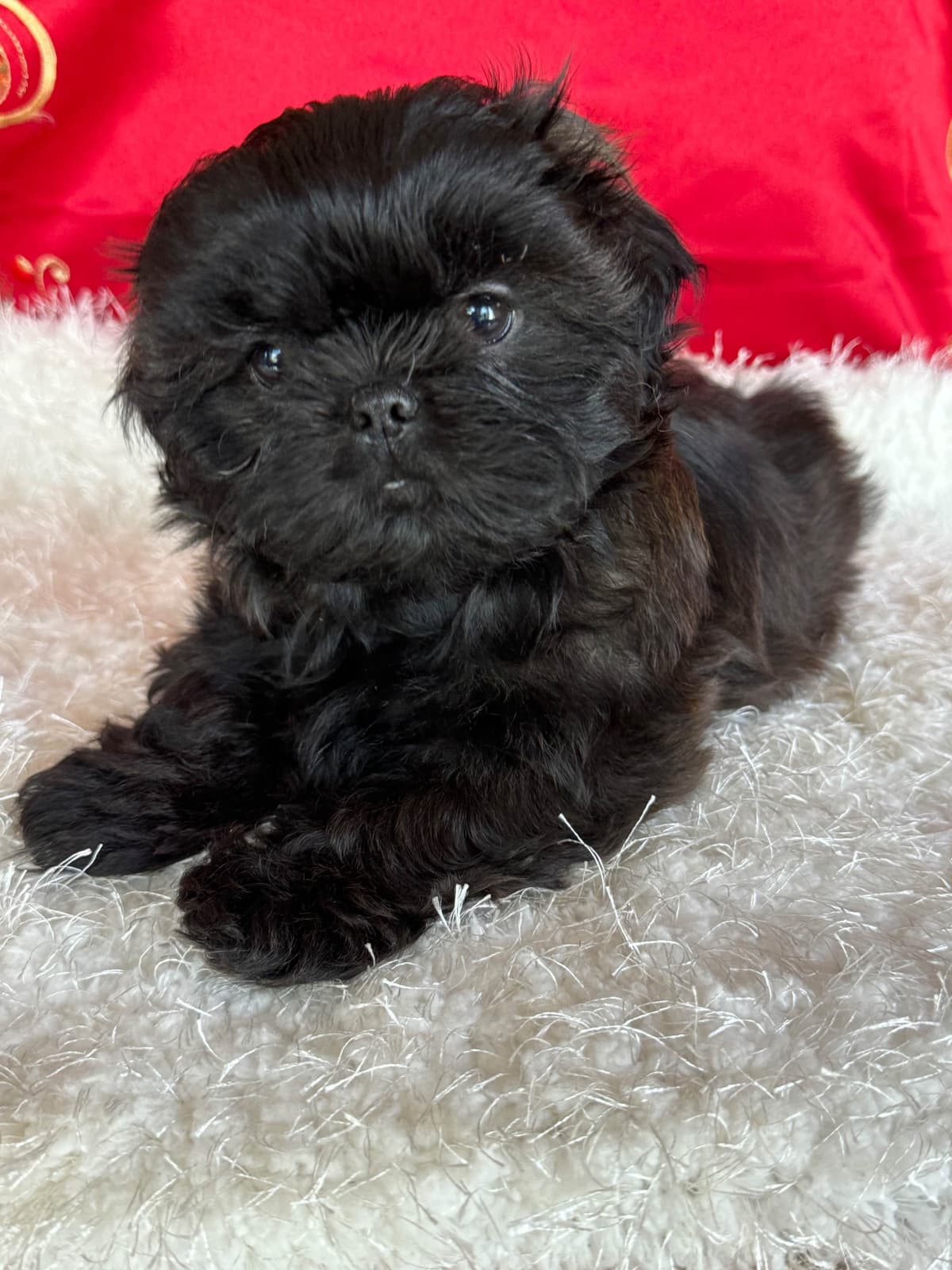 Shih Tzu Puppies breeder image 7
