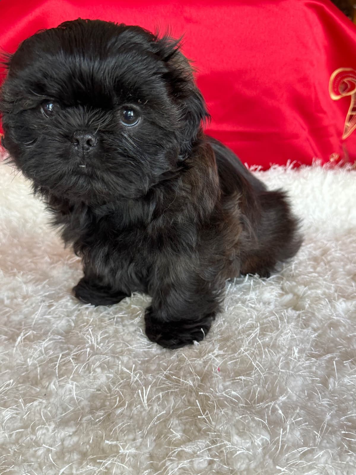 Shih Tzu Puppies breeder image 6