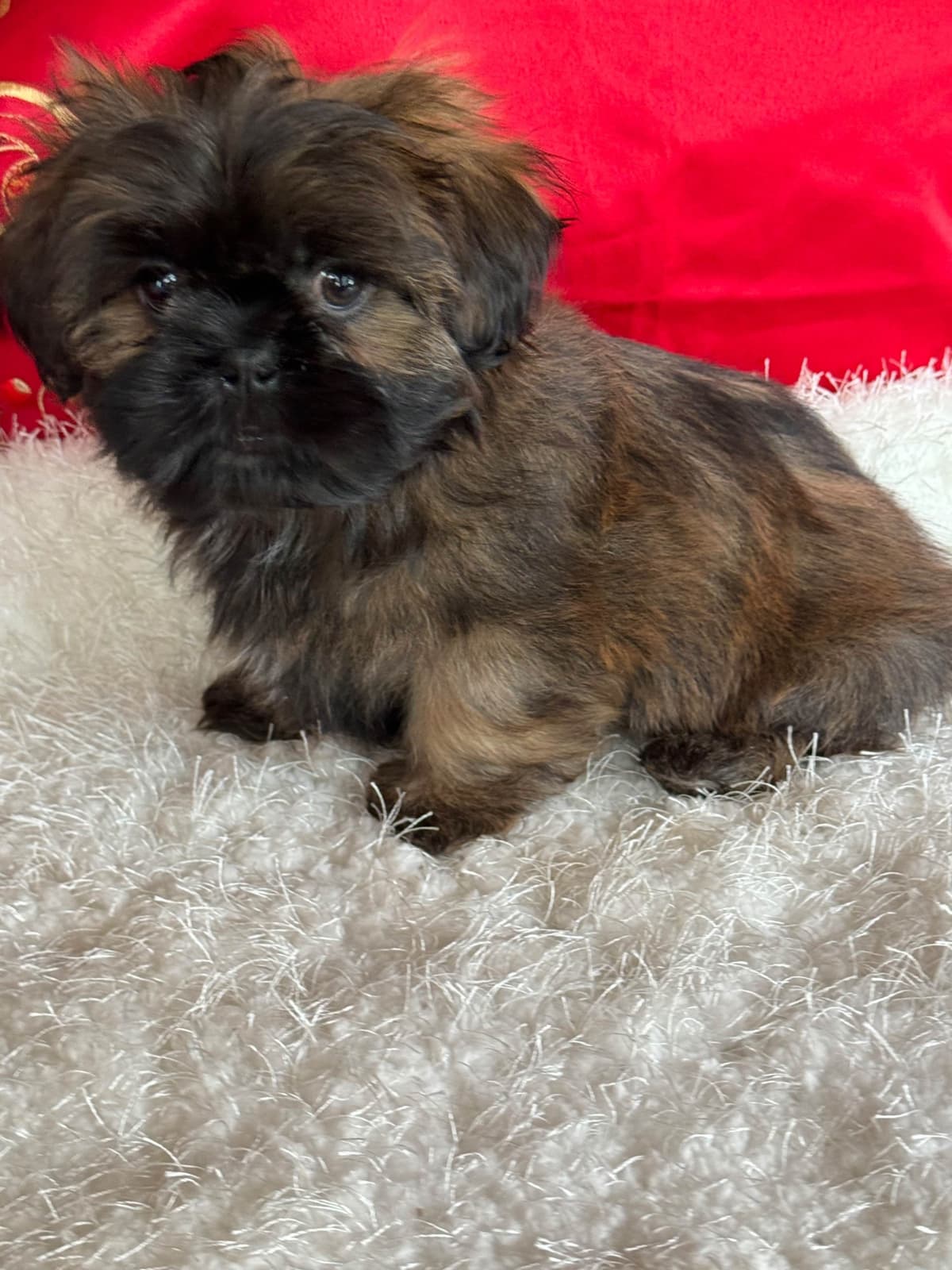 Shih Tzu Puppies breeder image 8
