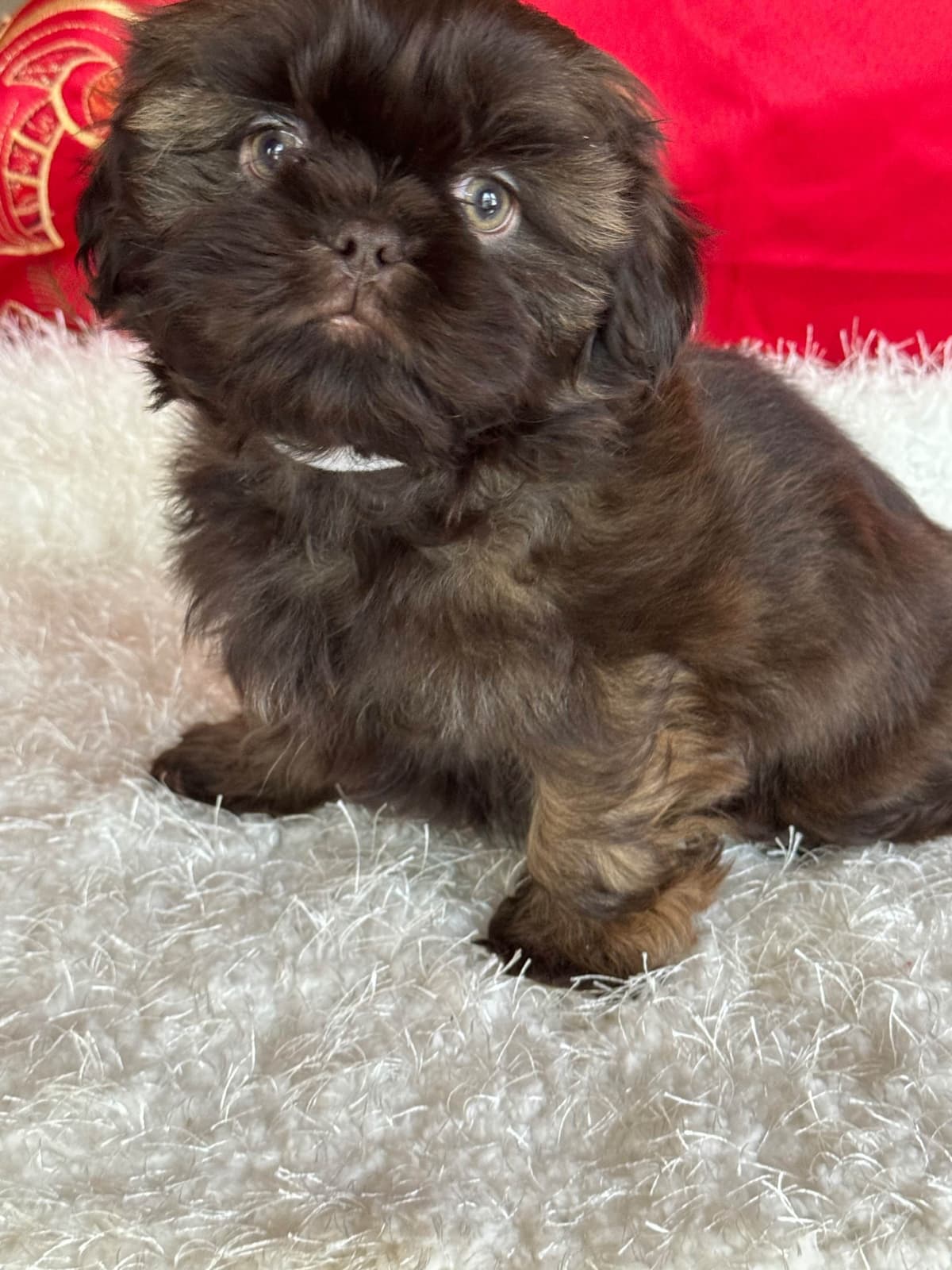 Shih Tzu Puppies breeder image 10