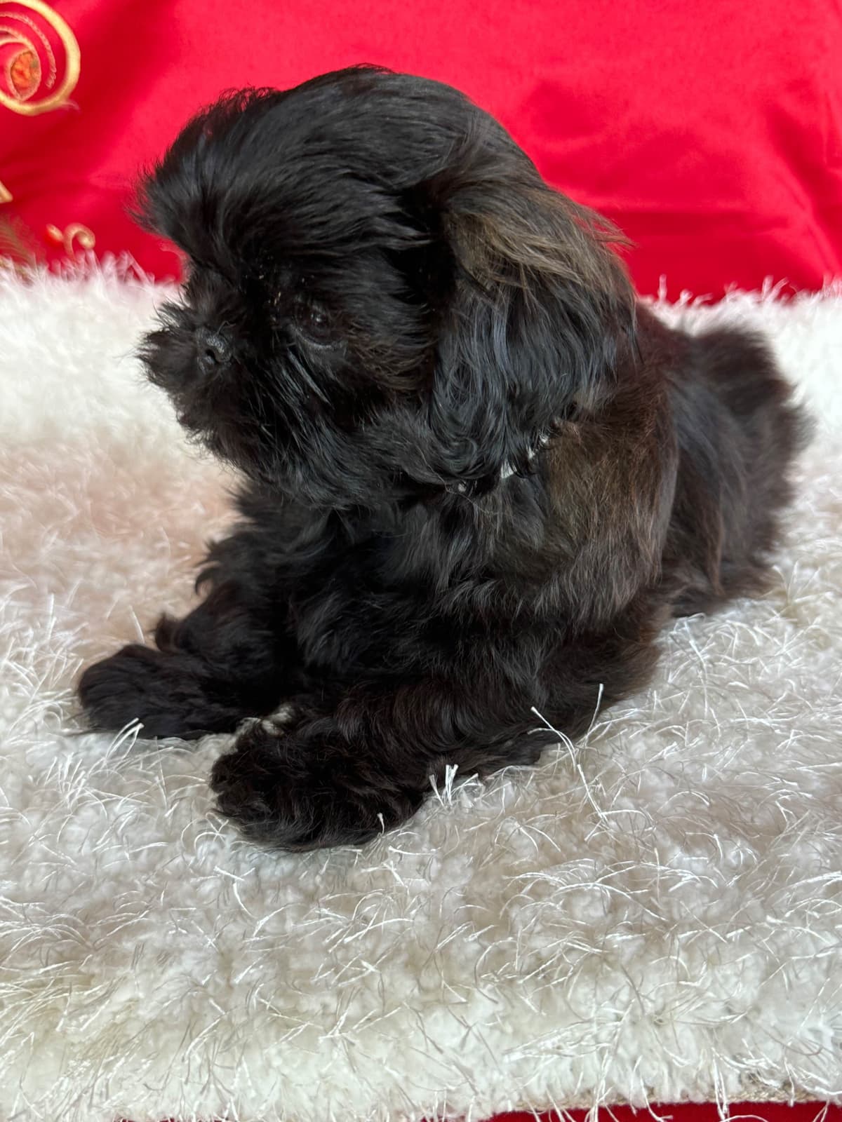 Shih Tzu Puppies breeder image 9