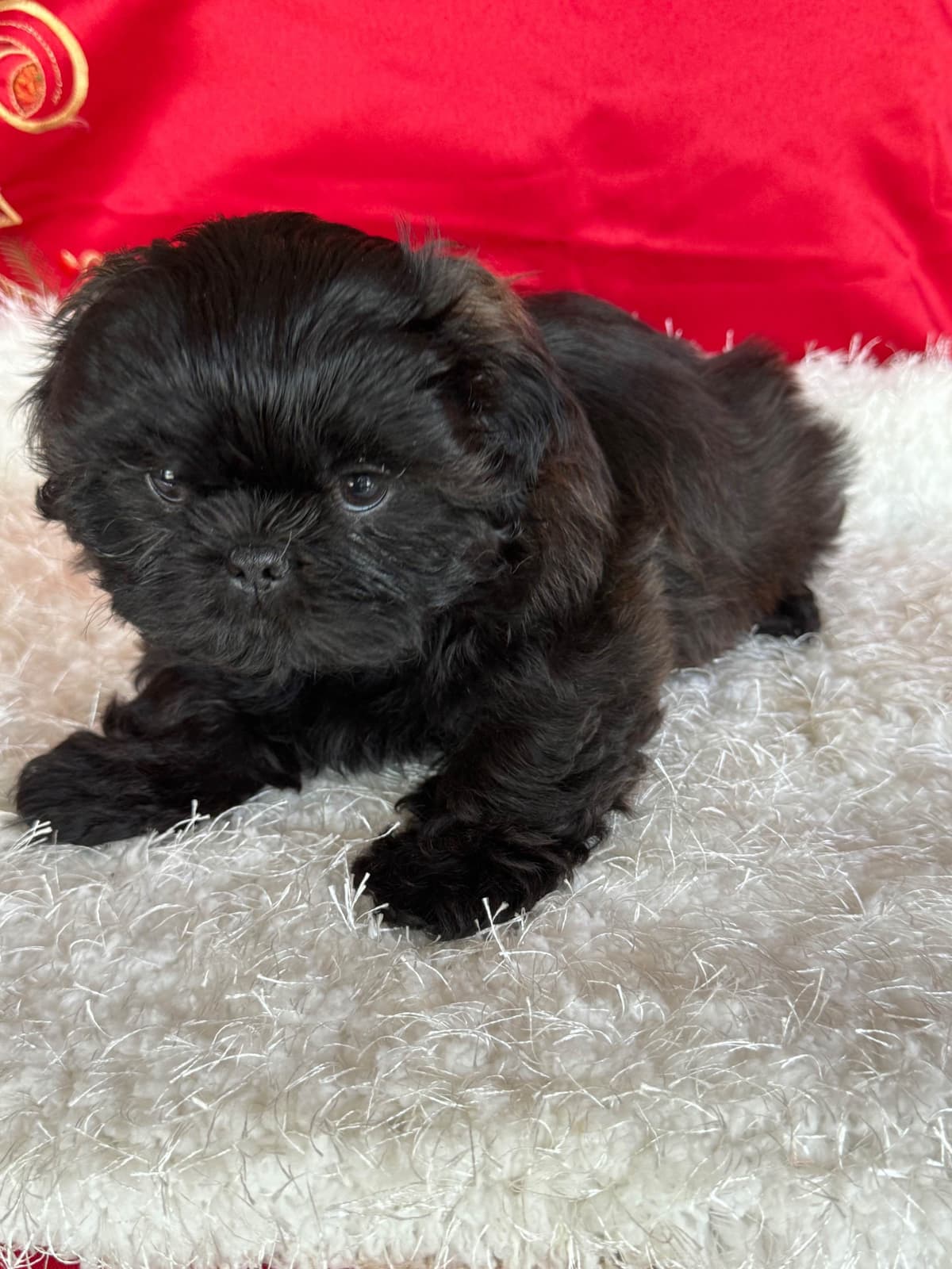 Shih Tzu Puppies breeder image 14