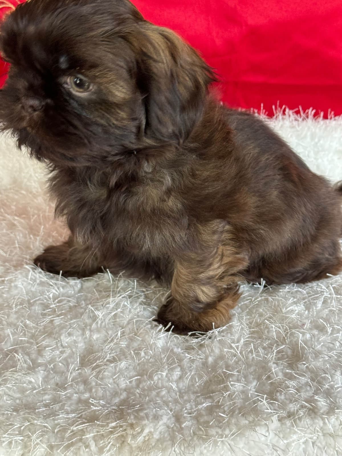 Shih Tzu Puppies breeder image 12
