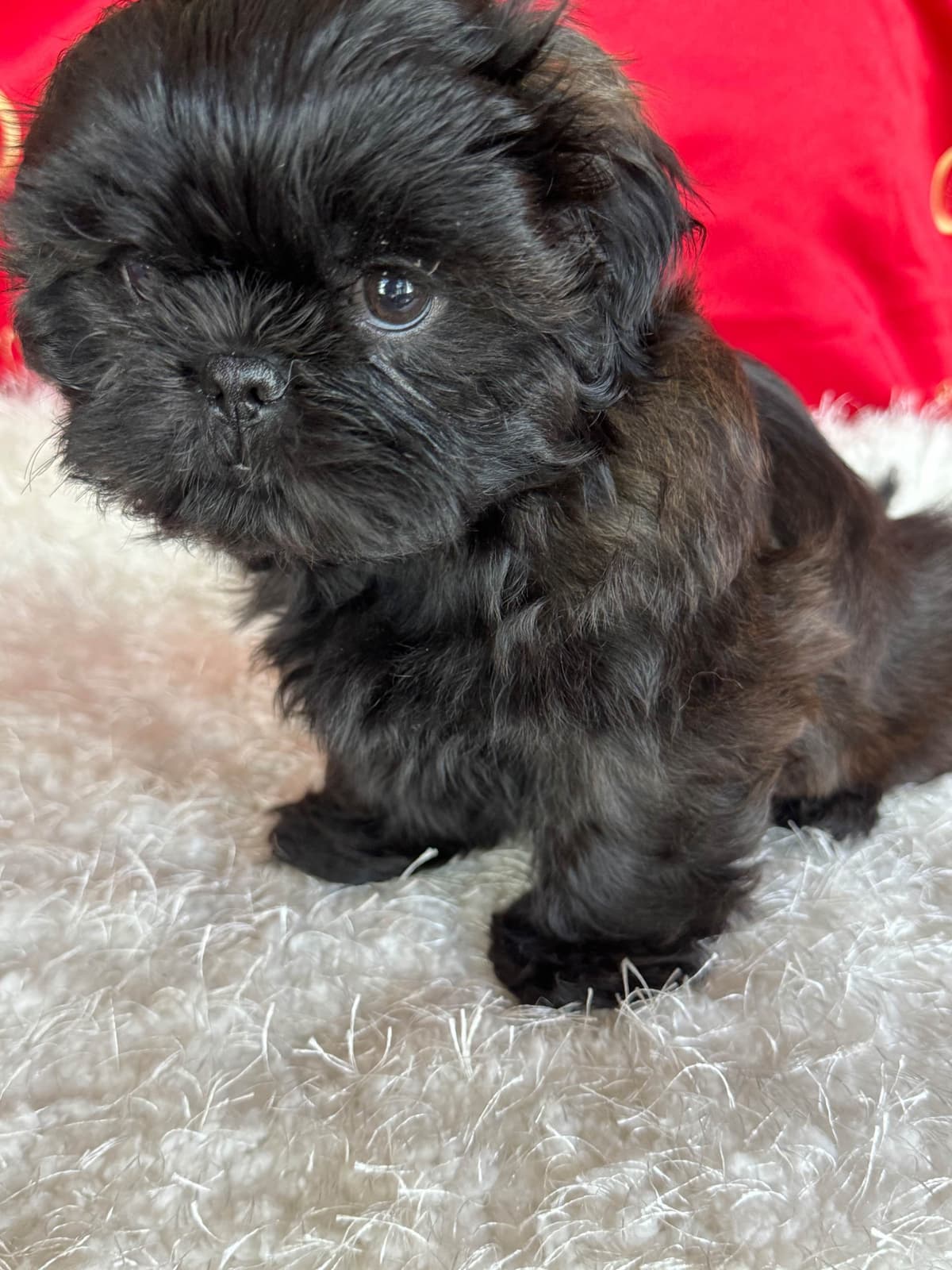Shih Tzu Puppies breeder image 11