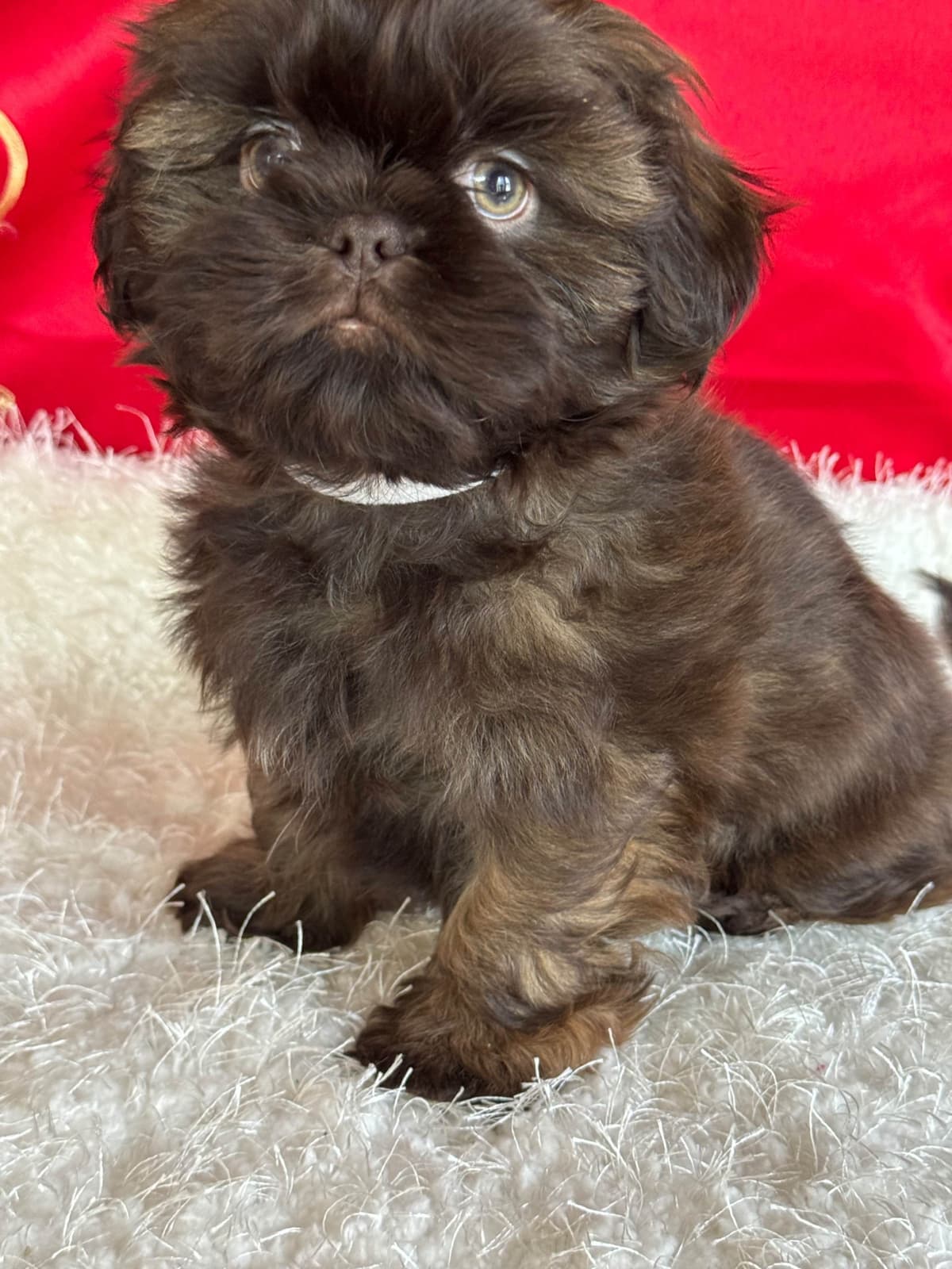 Shih Tzu Puppies breeder image 13
