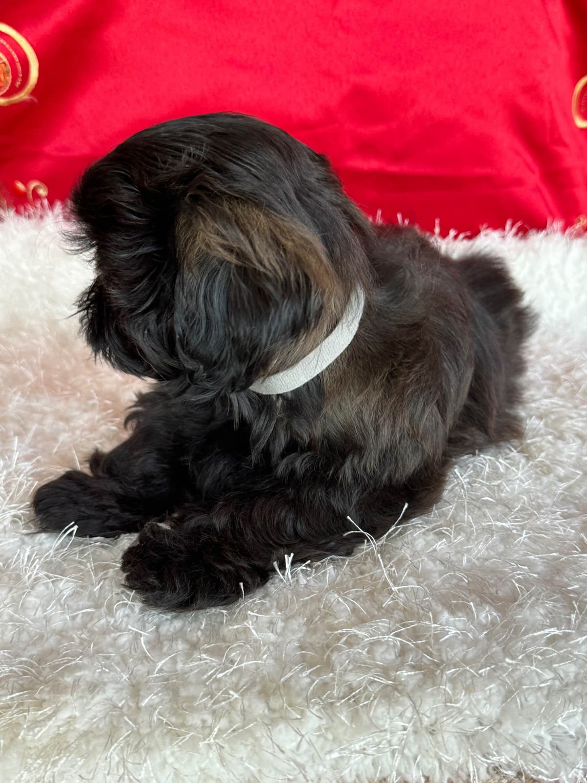 Shih Tzu Puppies breeder image 15