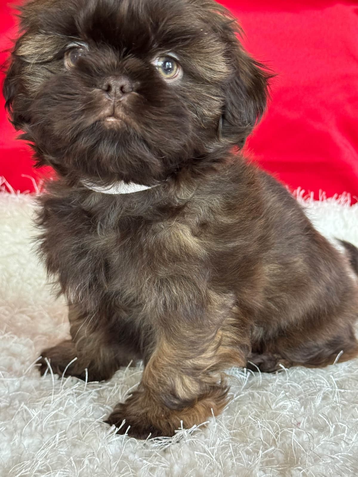 Shih Tzu Puppies breeder image 17