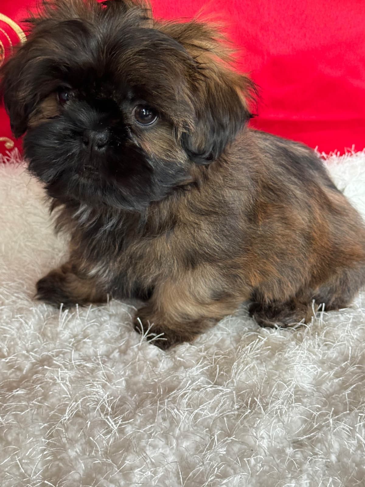 Shih Tzu Puppies breeder image 18