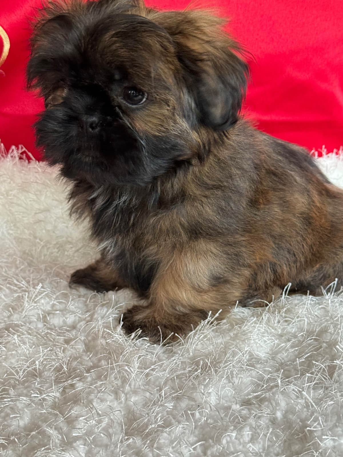 Shih Tzu Puppies breeder image 20
