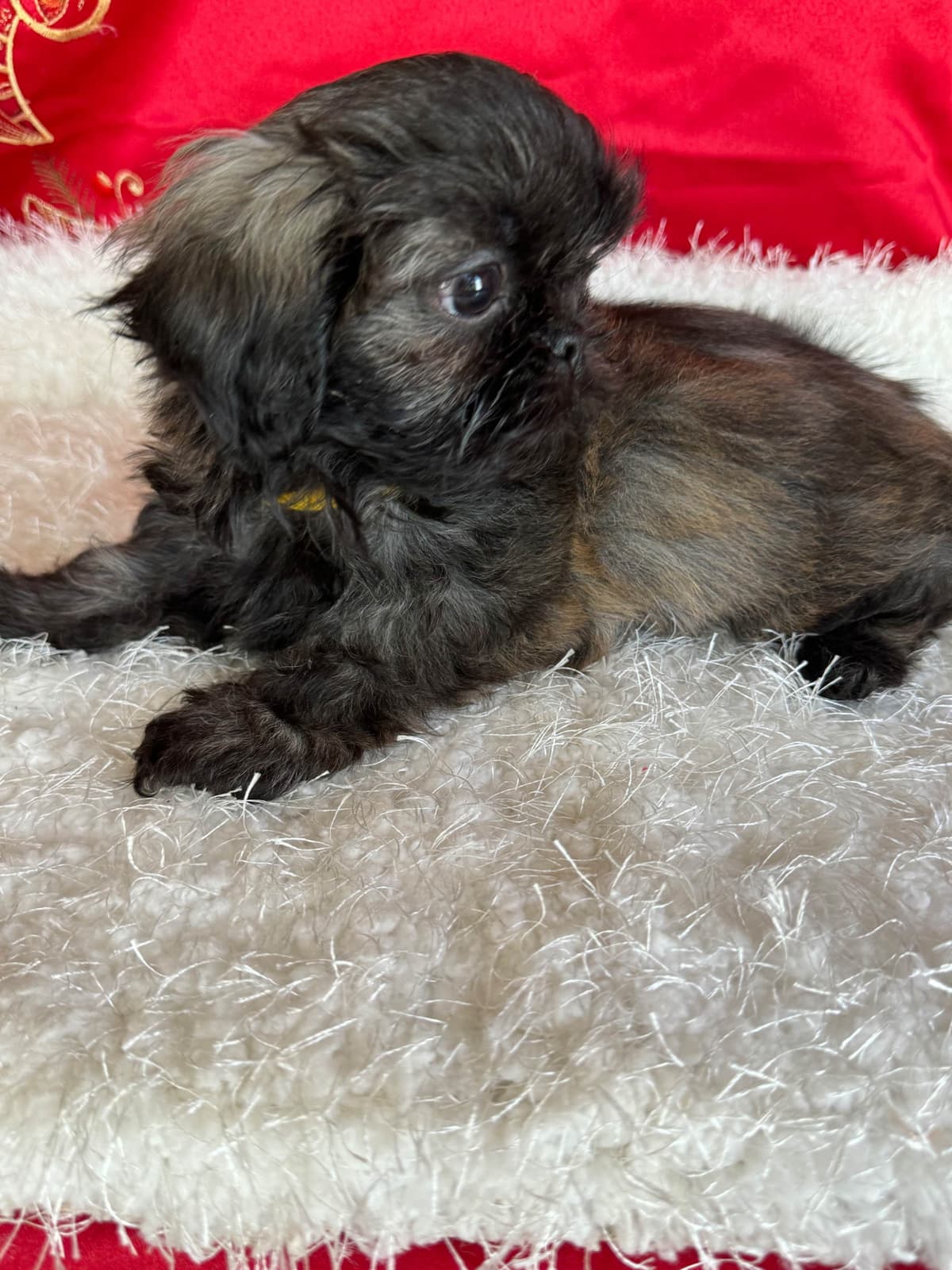 Shih Tzu Puppies breeder image 23