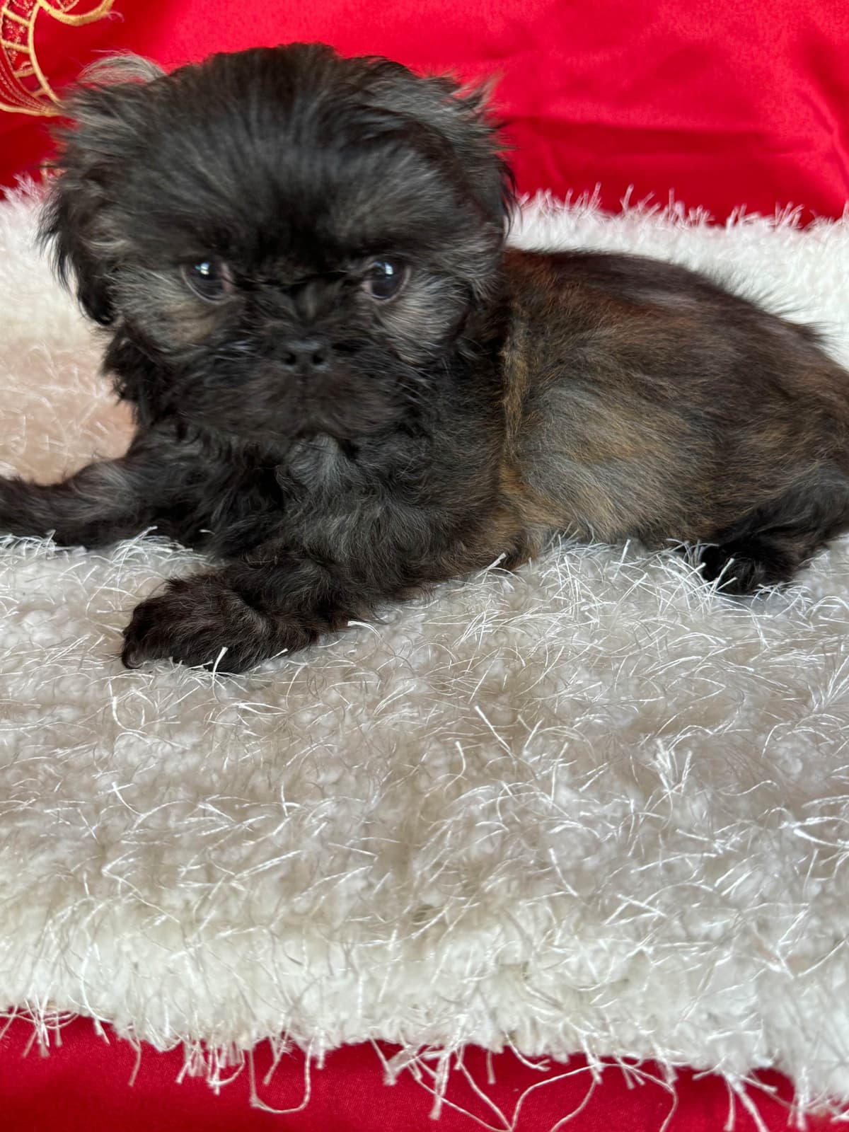 Shih Tzu Puppies breeder image 21