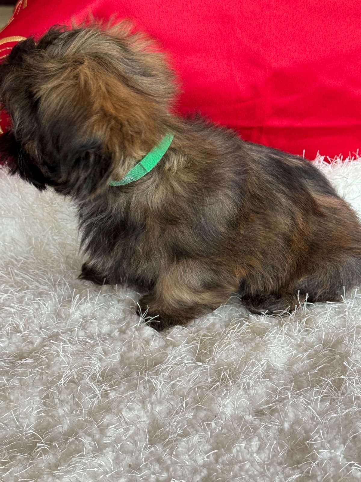 Shih Tzu Puppies breeder image 24