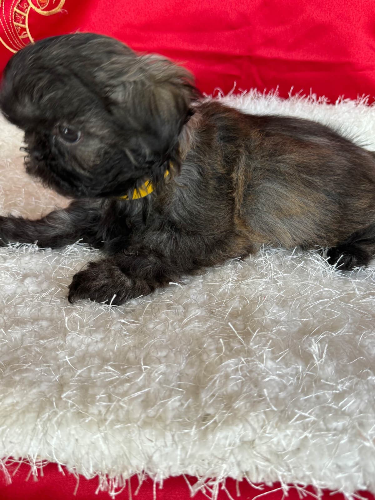 Shih Tzu Puppies breeder image 22