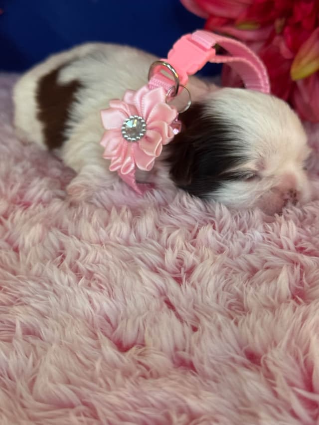 Shih Tzu Puppies media 4