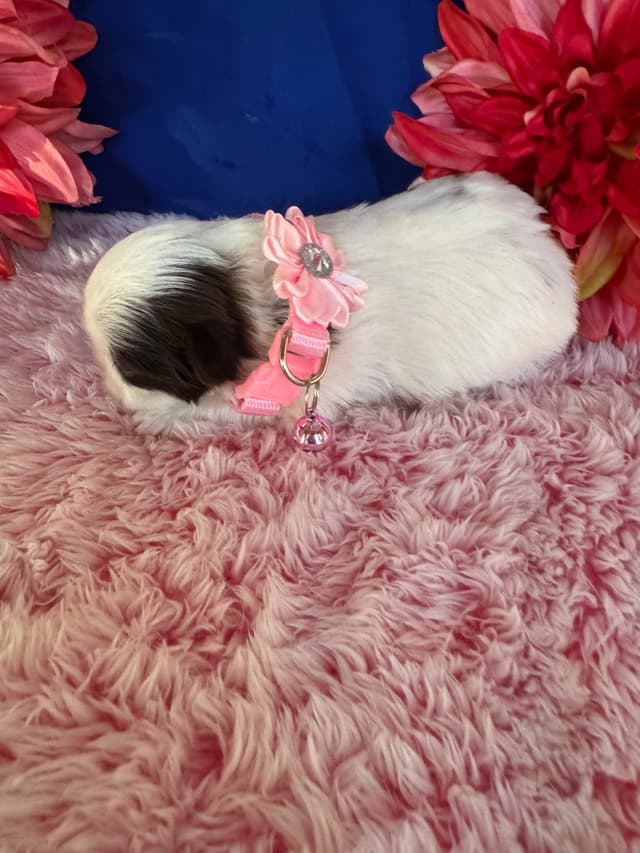 Shih Tzu Puppies media 3