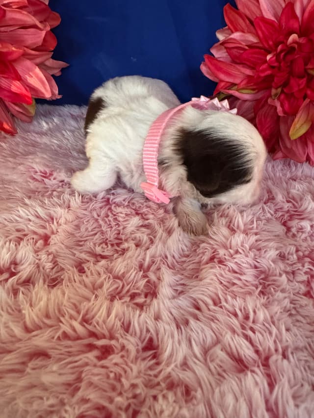 Shih Tzu Puppies media 5