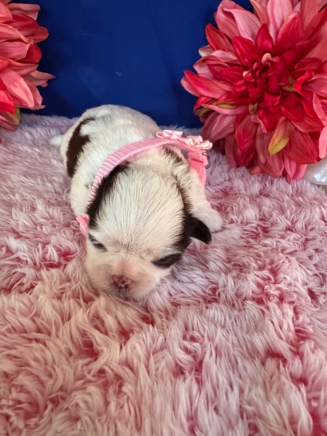 Shih Tzu Puppies media 2