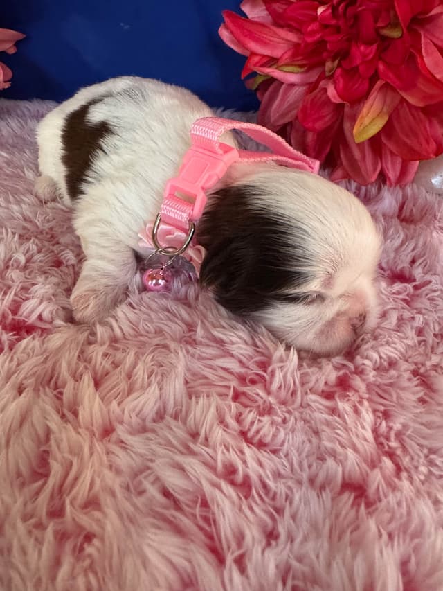 Shih Tzu Puppies media 6