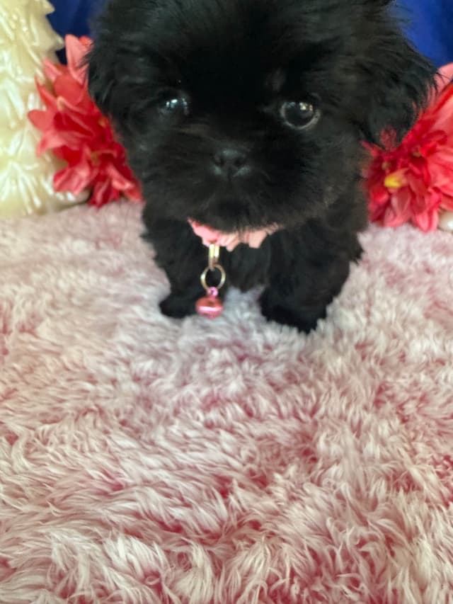Shih Tzu Puppies media 5