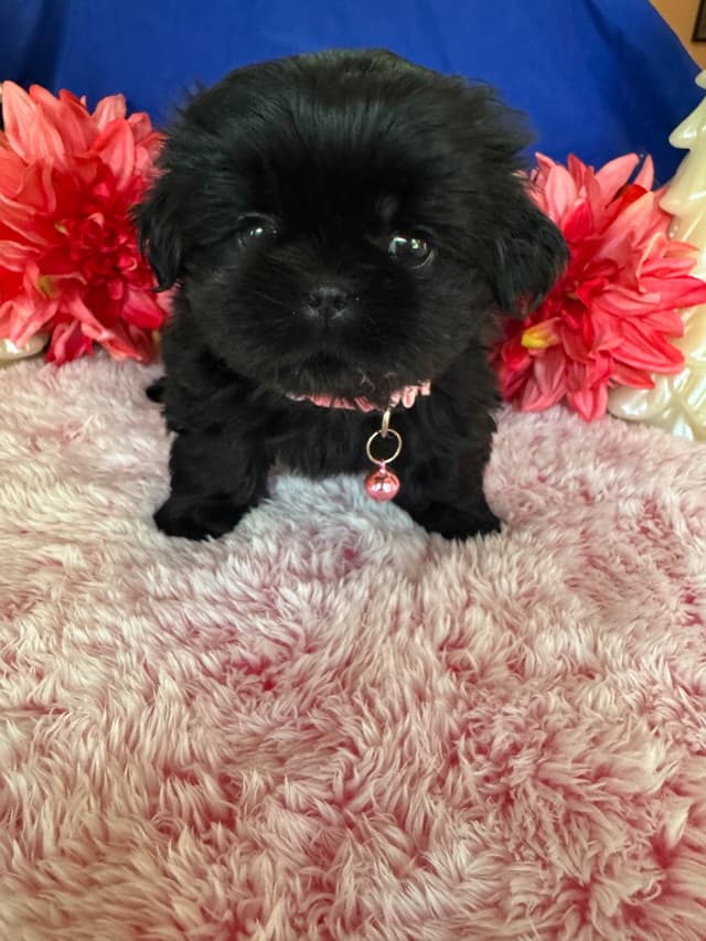Shih Tzu Puppies media 6