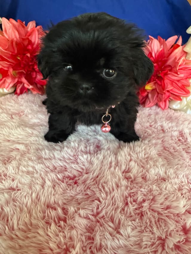 Shih Tzu Puppies media 7