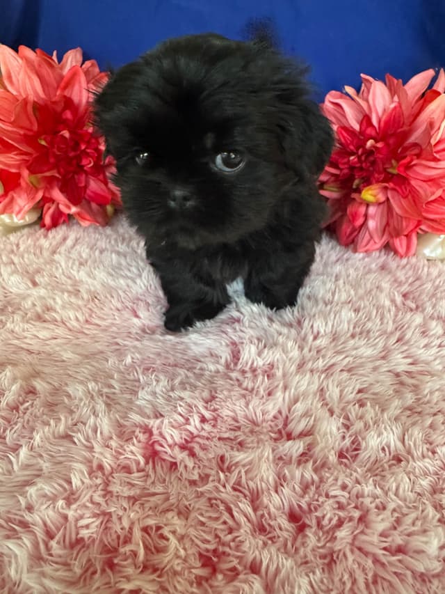 Shih Tzu Puppies media 4