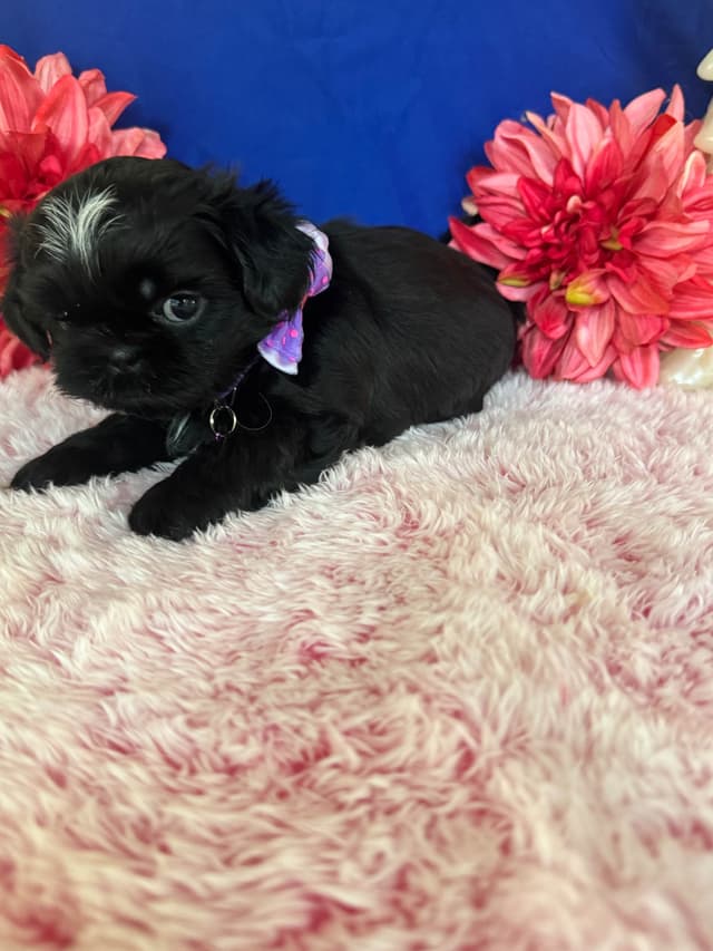 Shih Tzu Puppies media 2