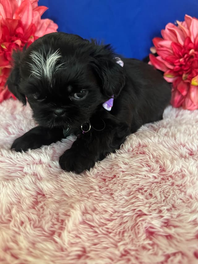 Shih Tzu Puppies media 3