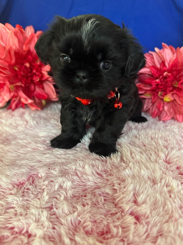 Shih Tzu Puppies media 9