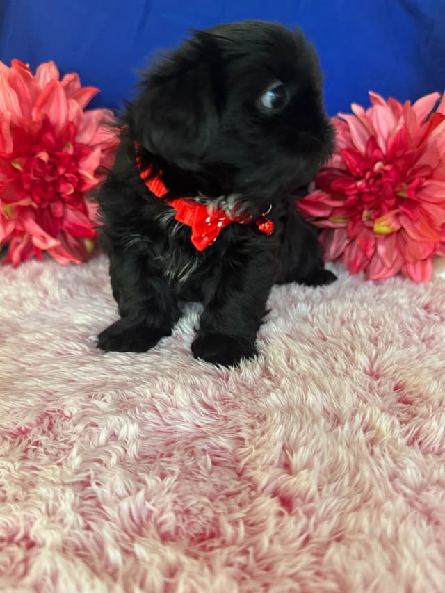 Shih Tzu Puppies media 8