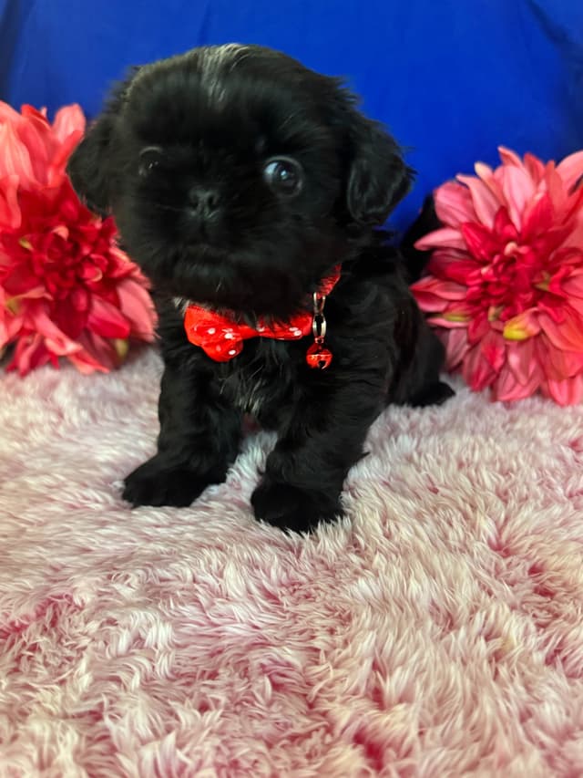 Shih Tzu Puppies media 10
