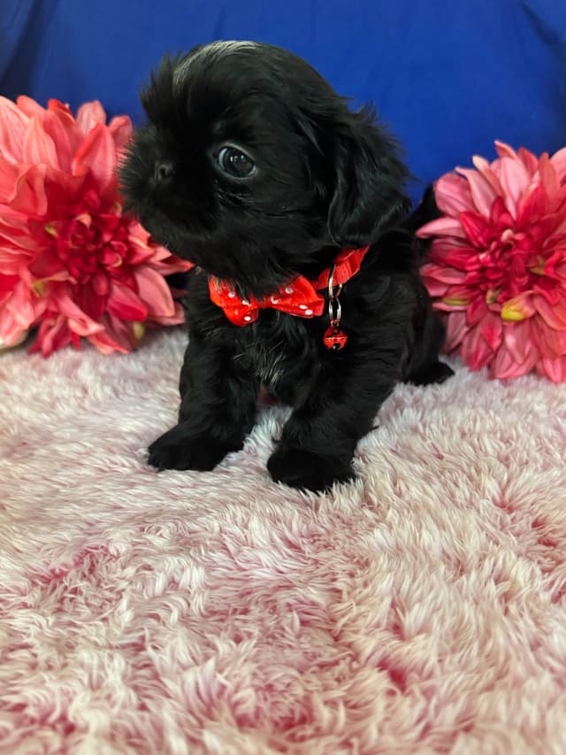 Shih Tzu Puppies media 11