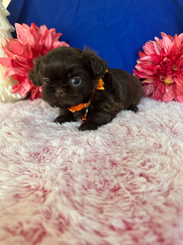 Shih Tzu Puppies media 13